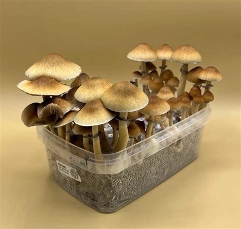 Ebay deals on magic mushroom cultivation kits